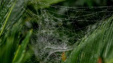 advanced web performance metrics