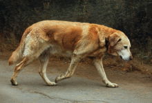 Arthritis and Joint Pain in Dogs: Comprehensive Carprofen Management Solutions