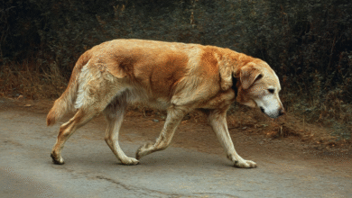 Arthritis and Joint Pain in Dogs: Comprehensive Carprofen Management Solutions