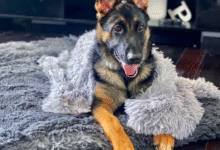 Why Orthopedic Comfort Matters More Than Ever for Aging Dogs
