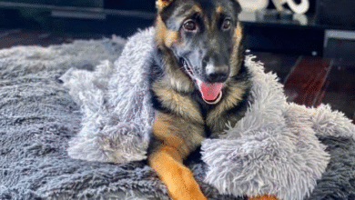 Why Orthopedic Comfort Matters More Than Ever for Aging Dogs