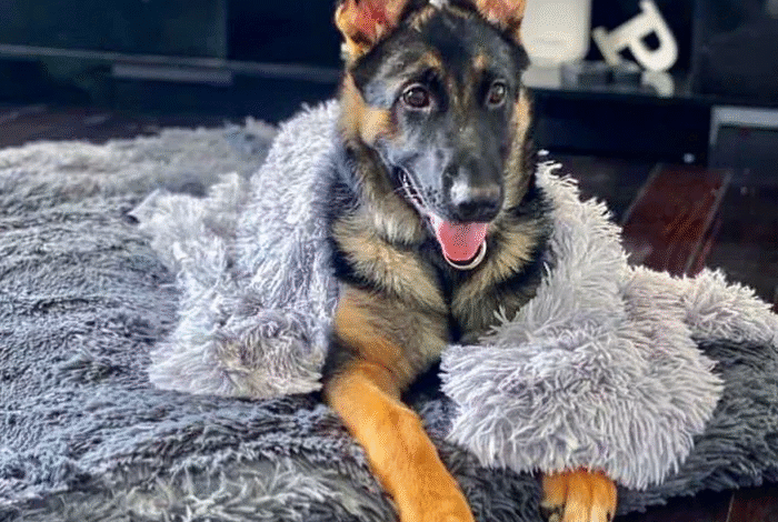 Why Orthopedic Comfort Matters More Than Ever for Aging Dogs